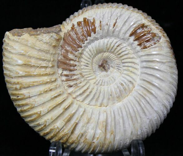 Perisphinctes Ammonite - Jurassic #22834